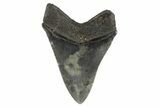 Fossil Megalodon Tooth - South Carolina #186774-1
